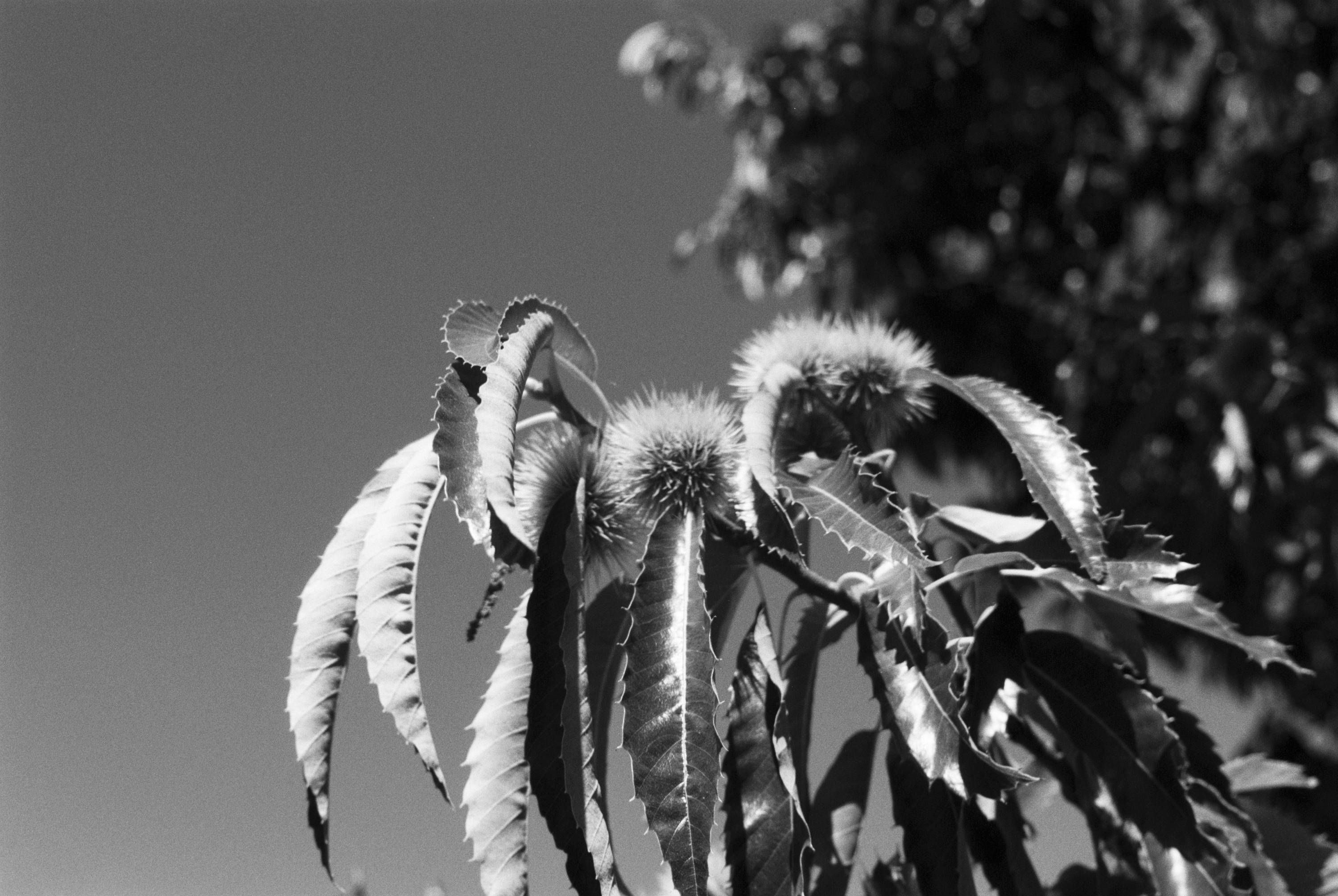 Ilford Pan F Review - Sample Image - Branch
