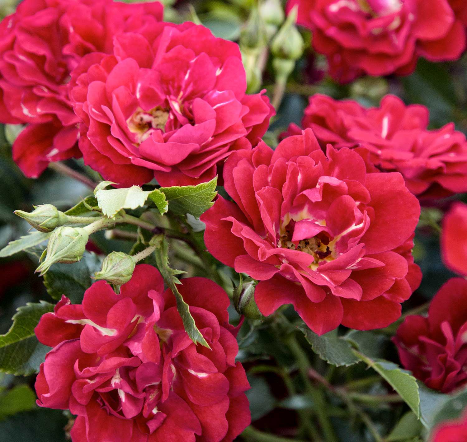 red knock out roses for sale