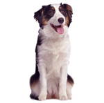 Adult Dog Food