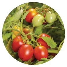 Photo of Tempting Tomatoes® Garden Treasure