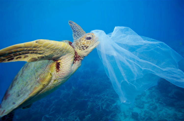 plastic pollution in the ocean