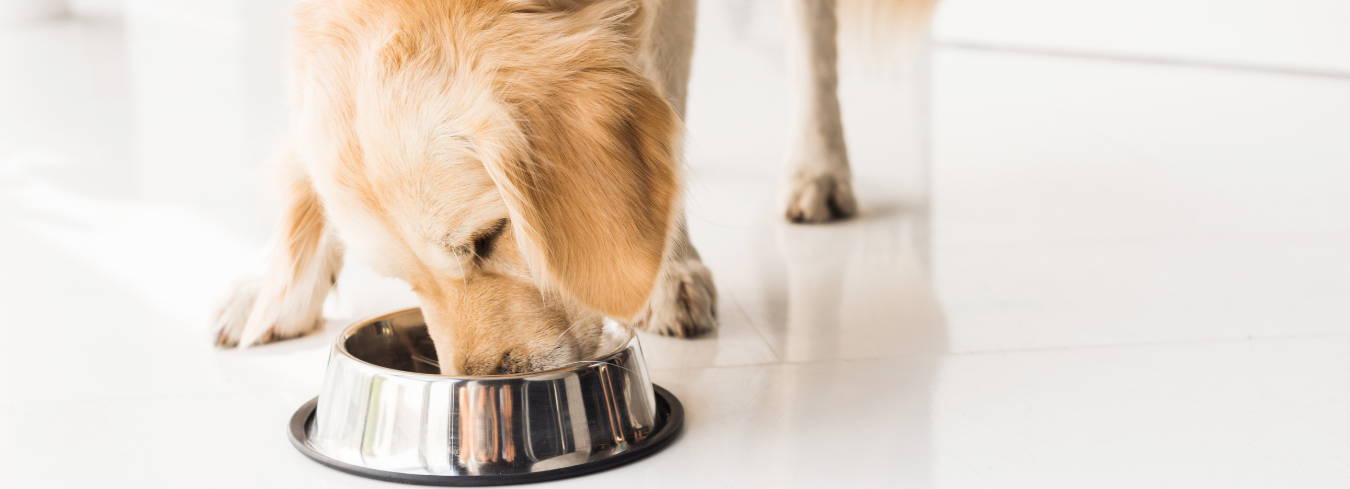 The Best Dog Food