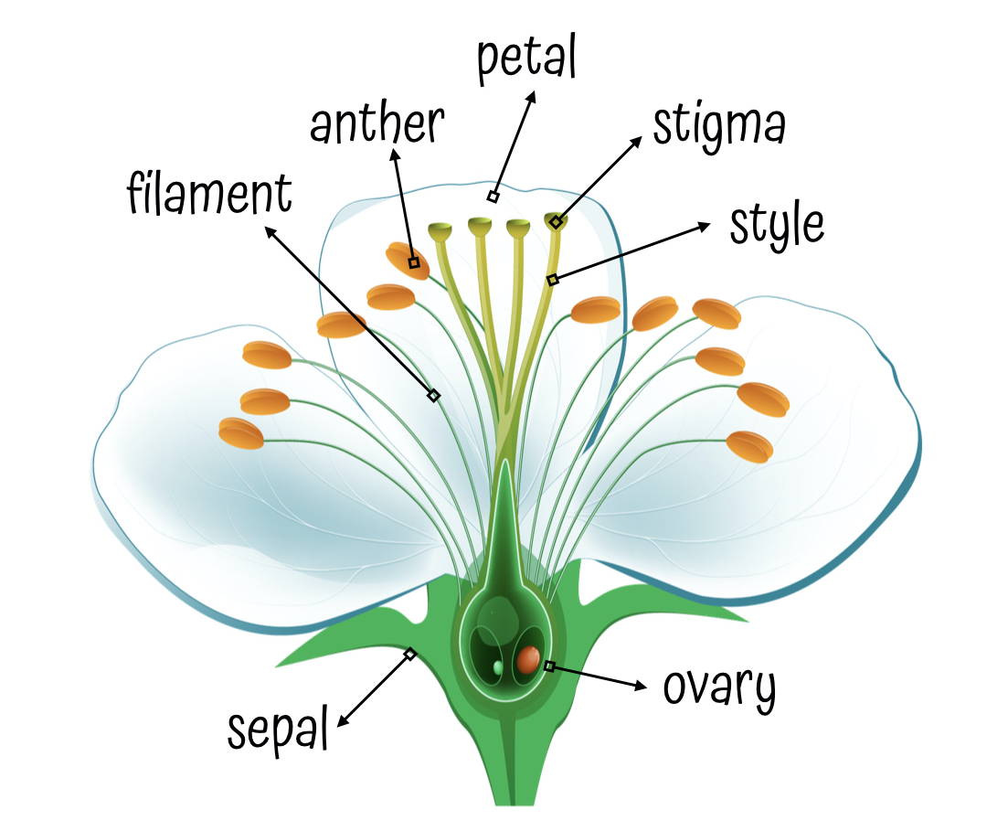Male and female parts of a flower | KS2 Life Cycles