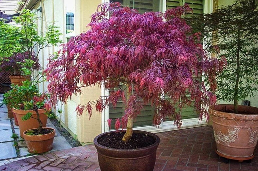 Growing Japanese Maples In Pots, Japanese Garden Container Plants