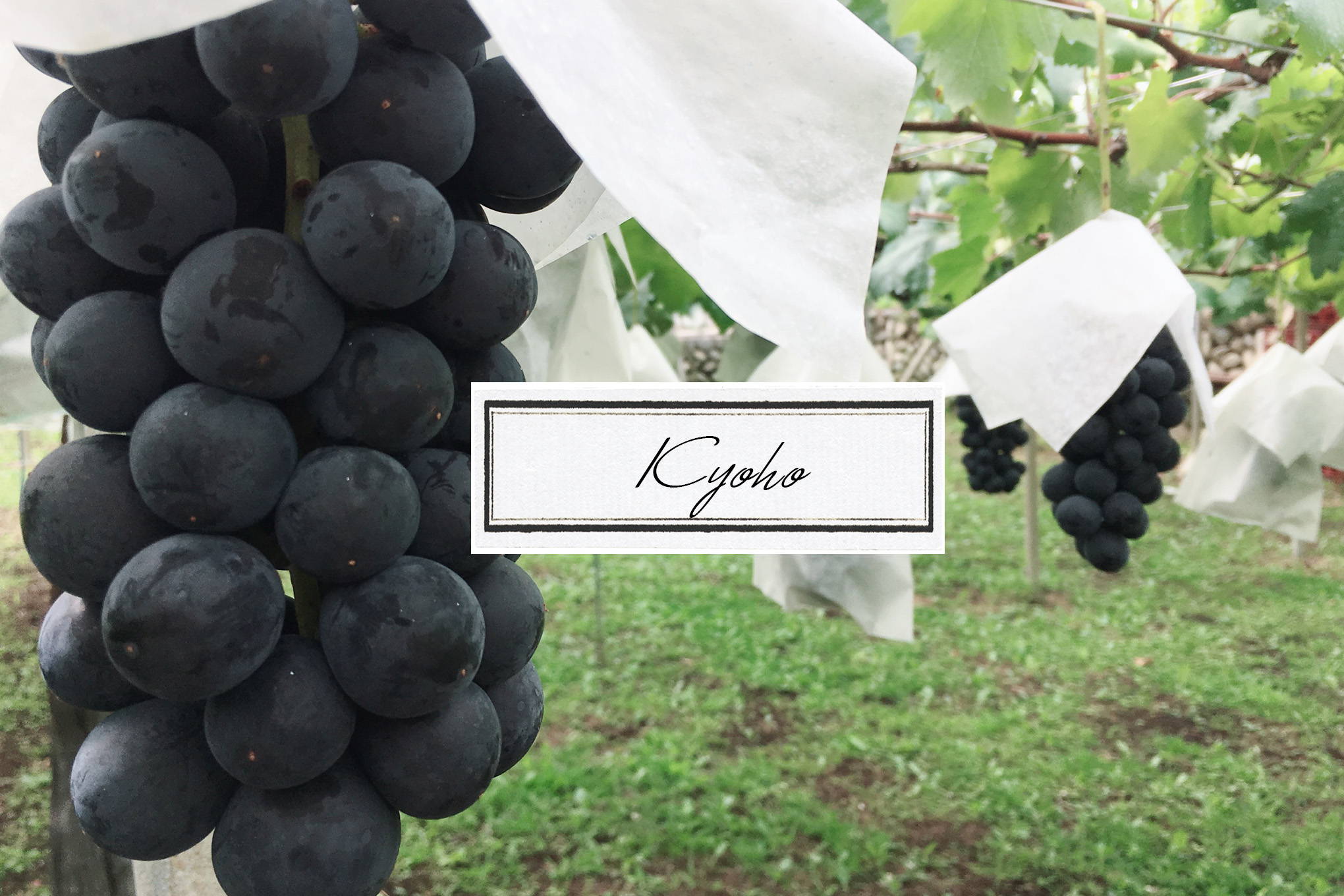 生食用ブドウ品種③巨峰　大粒の高級ブドウは、ワインになっても華やかなオーラを放つ！