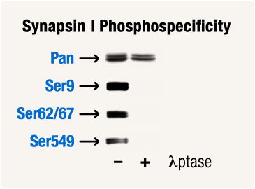 Phosphospecific Synapsin Antibody Western Blot