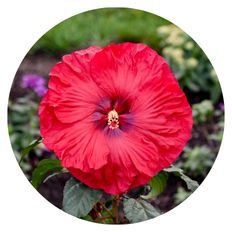 Photo of Summerific® 'Valentine's Crush' Rose Mallow 