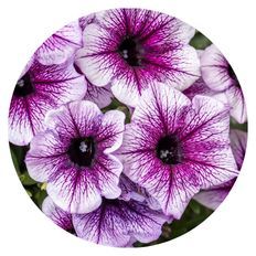 Photo of Supertunia® Bordeaux™ II Petunia