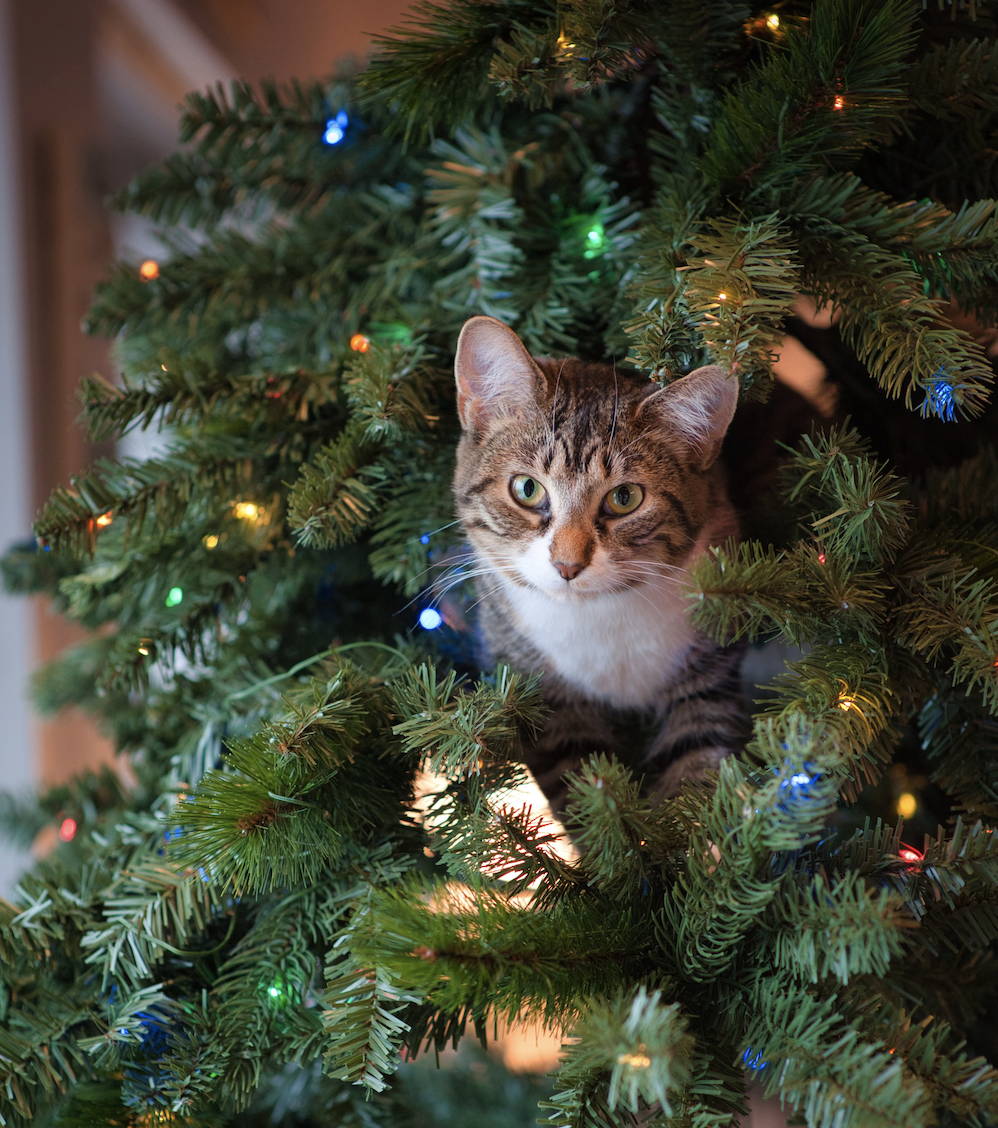Shameless Pets-How to Pet Proof Your Christmas Tree-Healthy and Sustainable Dog and Cat Treats