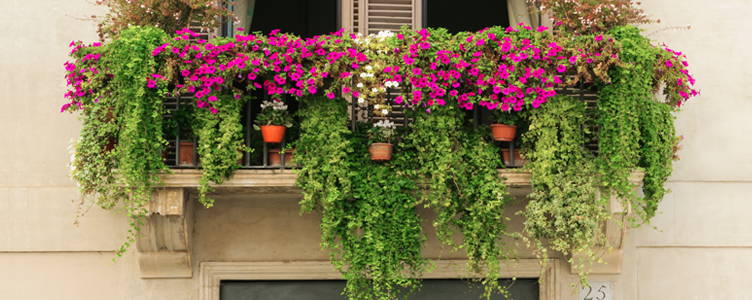 doorgaan Toneelschrijver Vergelijken Meer groen voor elk soort balkon – Bakker.com