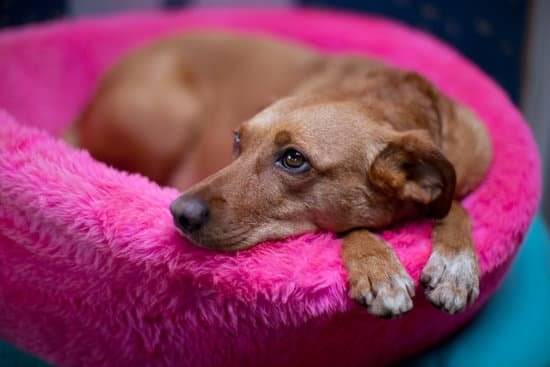 A brown dog laying in a pink fuzzy bed 
