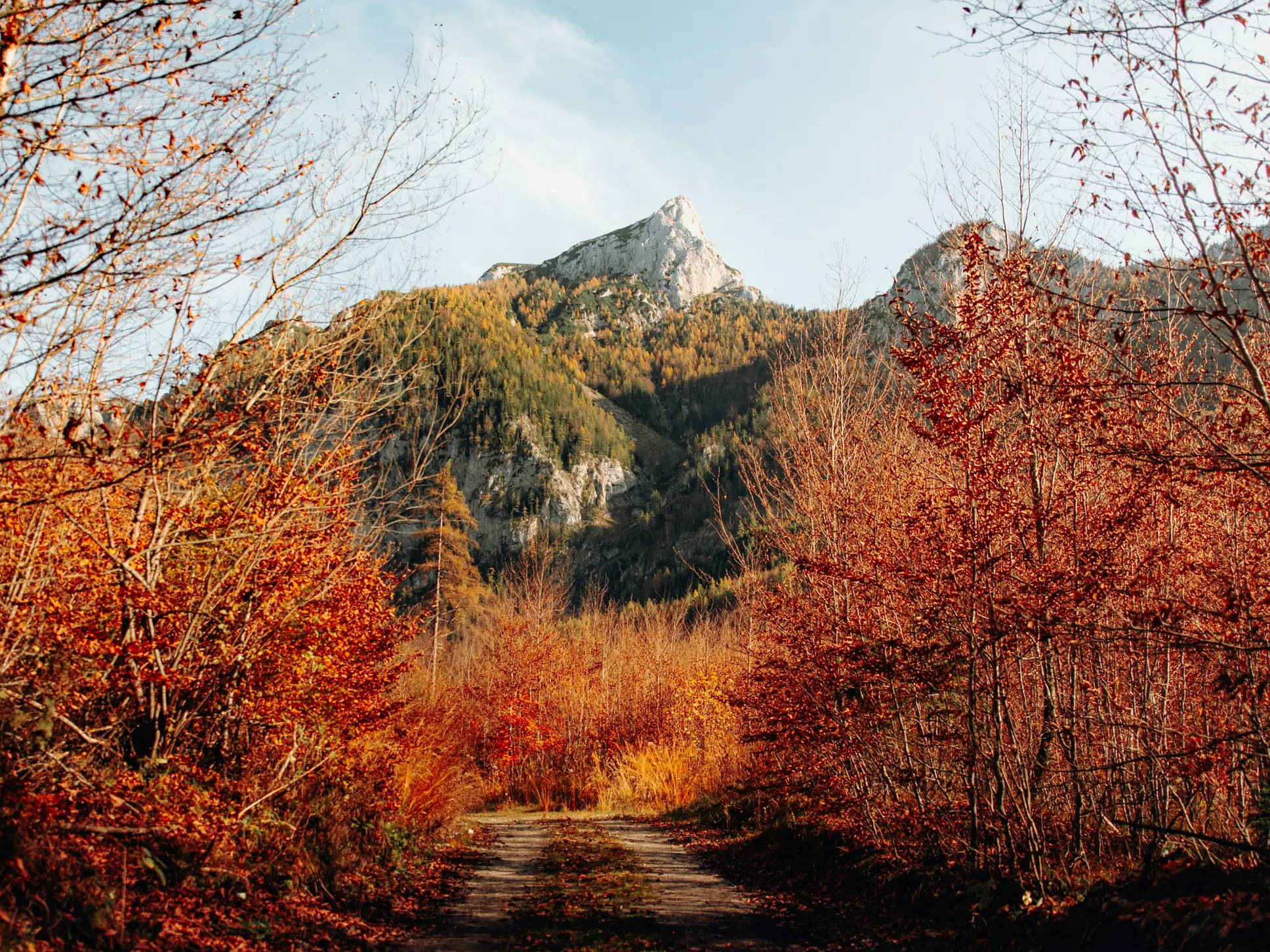 A path lined with autumn trees leading to a mountain