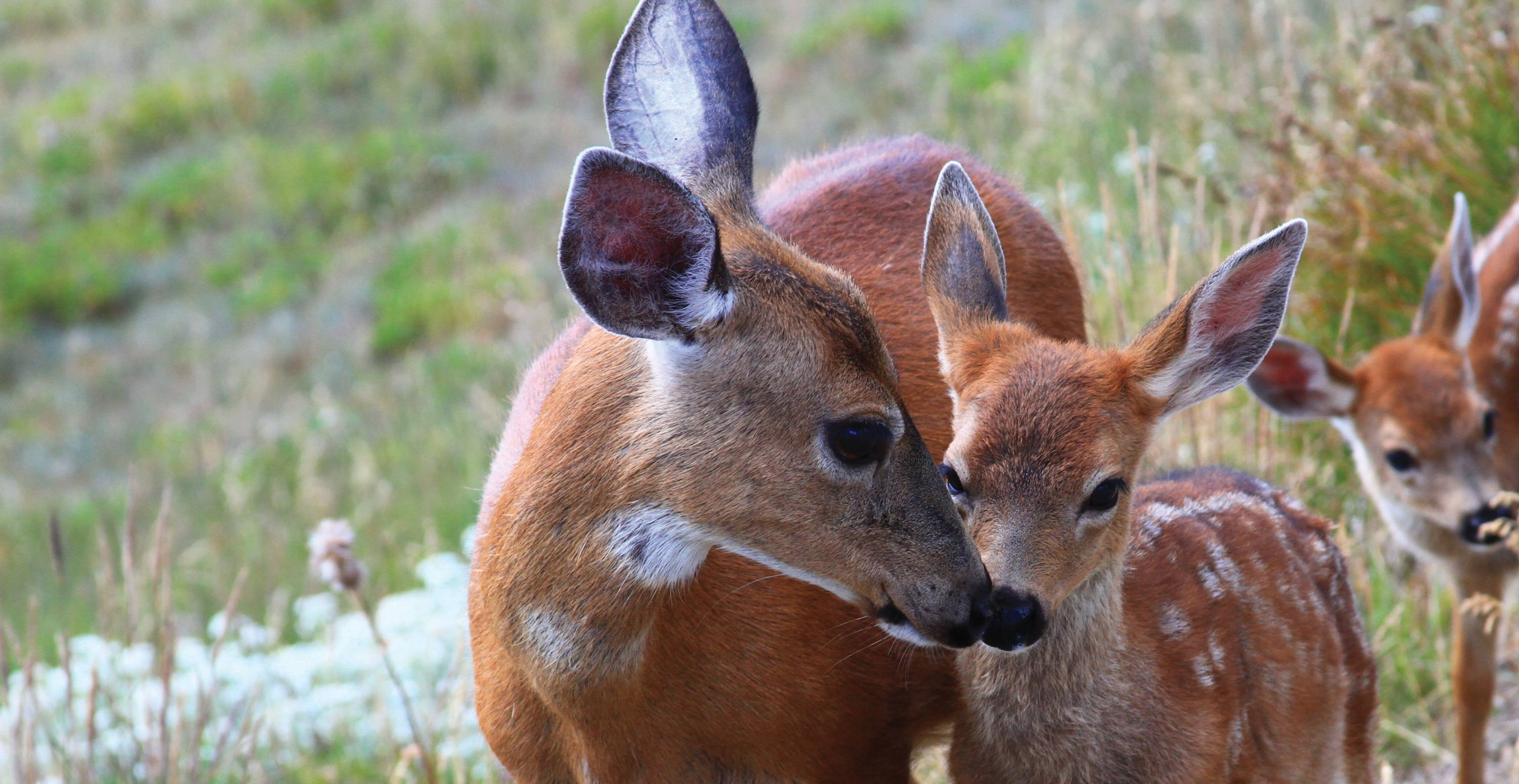 Choosing Kindness: A Special Mother's Day Talk