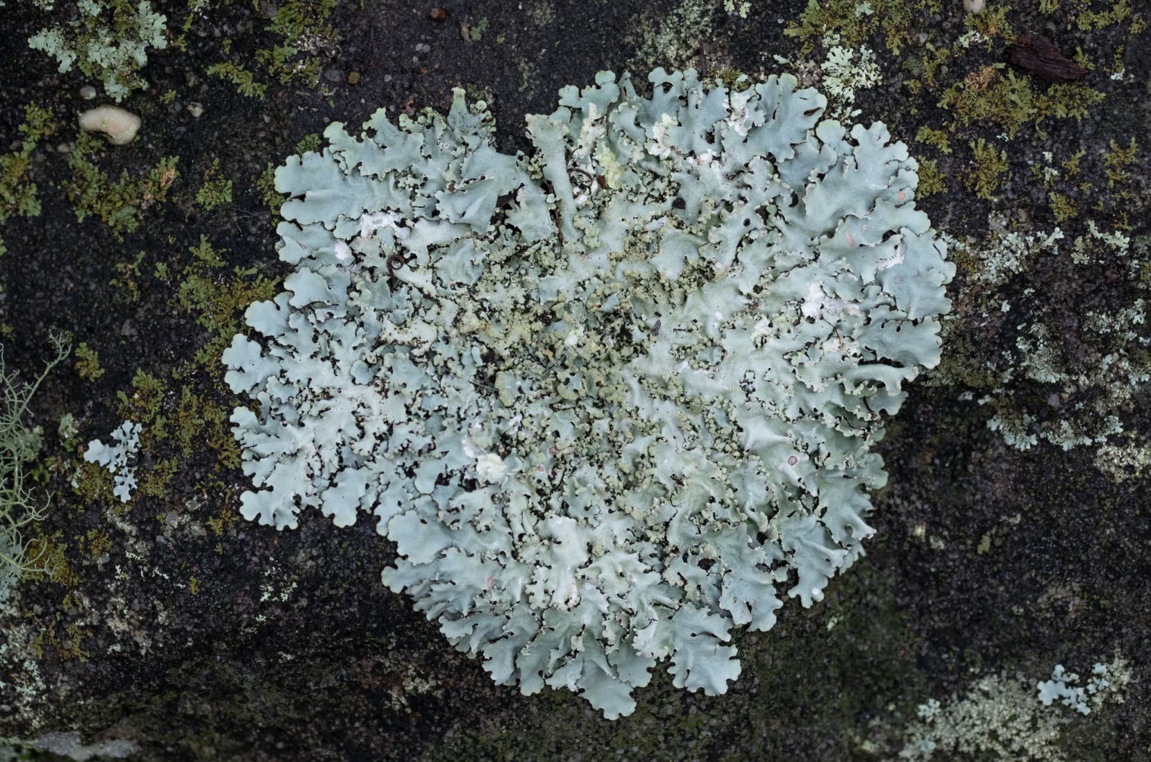 Heart-shaped lichen growing on a rocky surface.