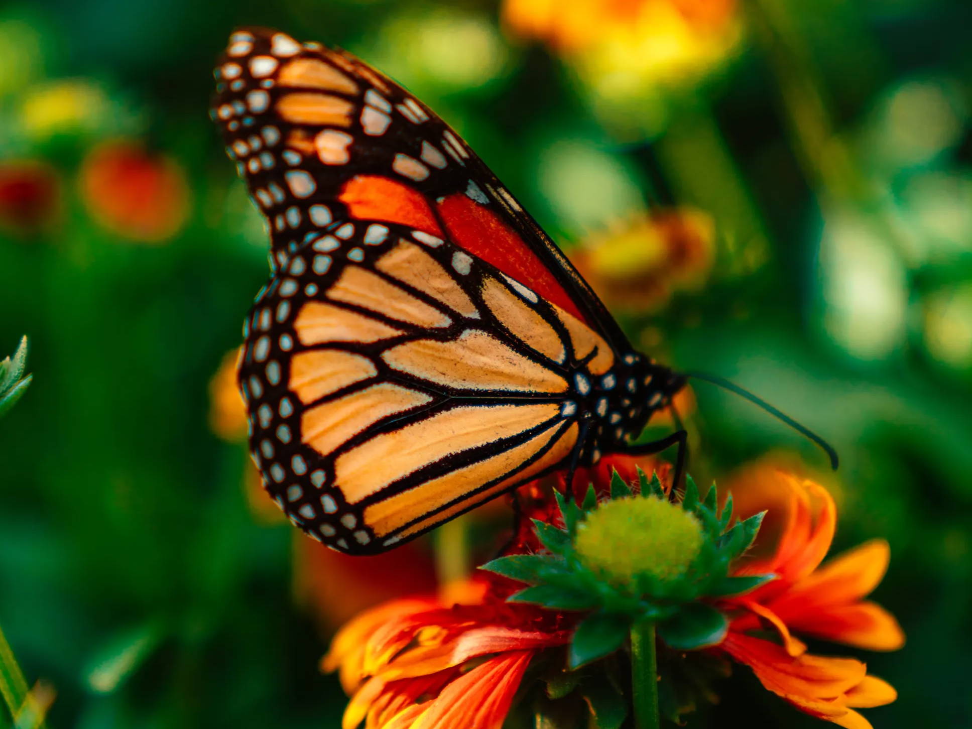 Orange butterfly perched on atop a flower