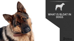 What is bloat in dogs 