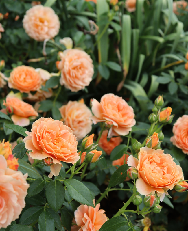 At Last Rose planted in an outdoor garden surrounded by green foliage