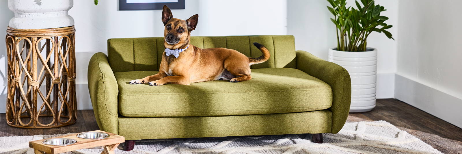 Pet Friendly Furniture Designing Your