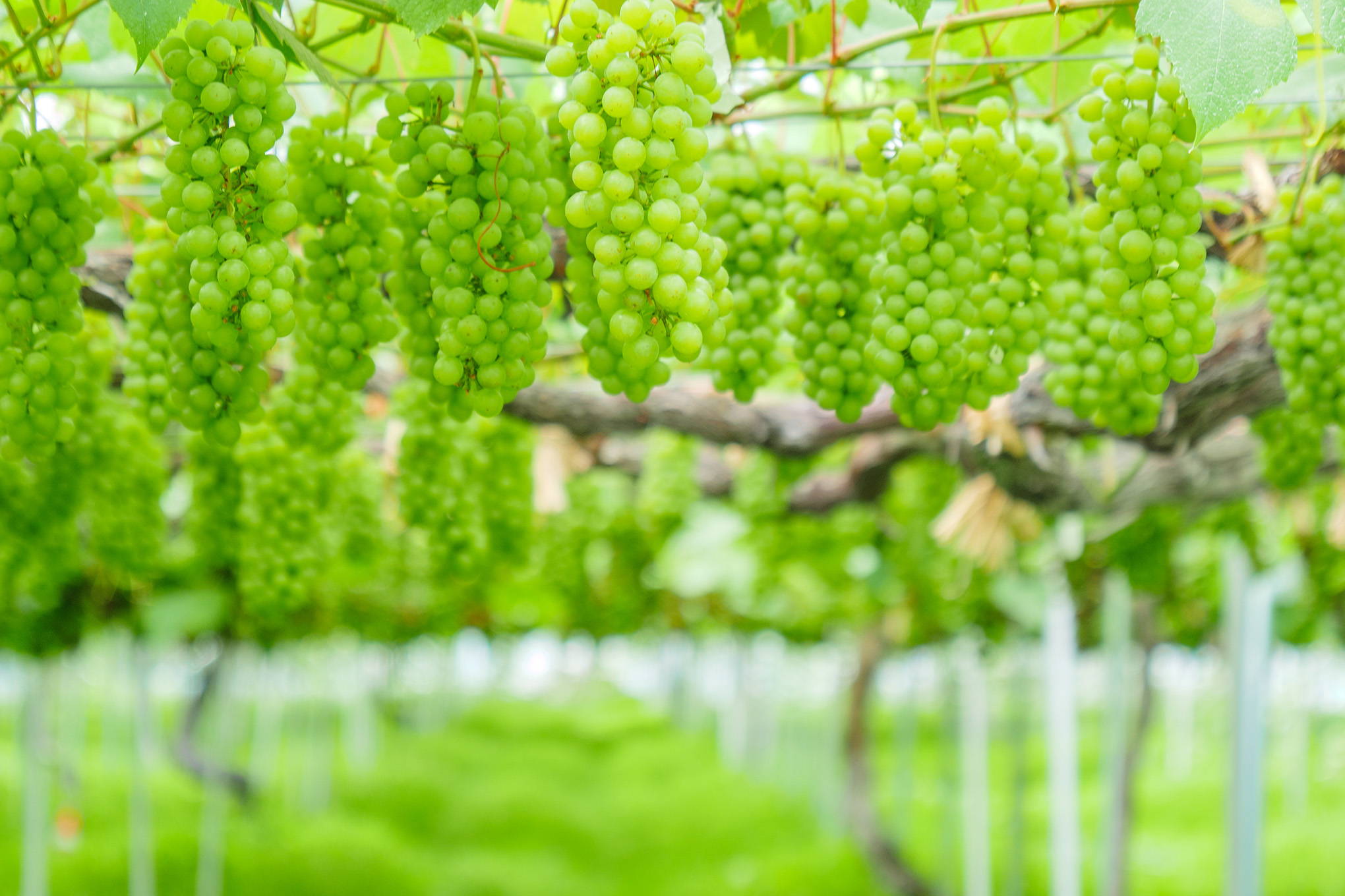 耐寒性があり、寒冷地を中心に定植されている人気の「ナイアガラ」。北海道では全ワイン用ブドウ品種のなかで、トップの生産量！