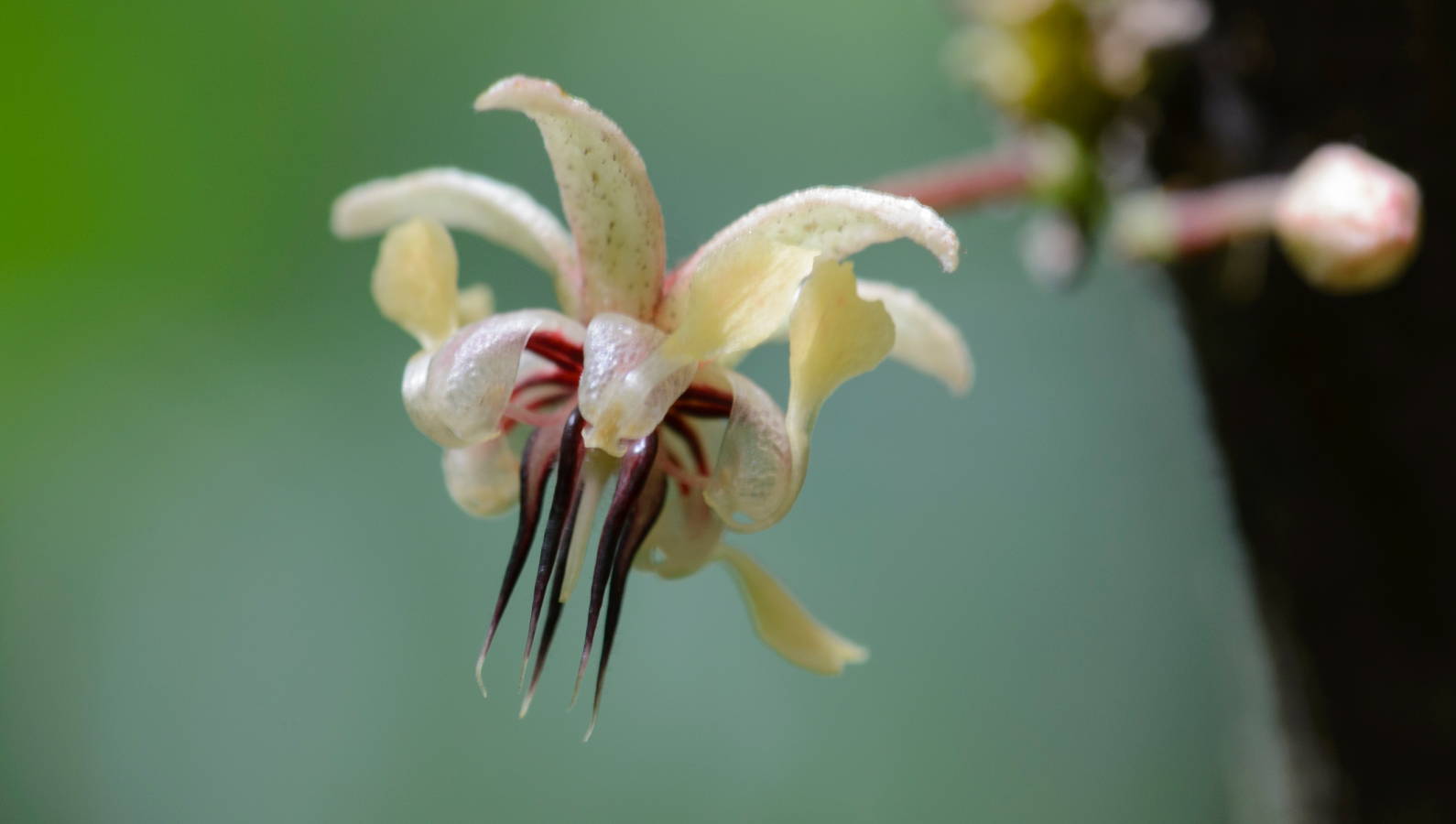 Cacao Flower