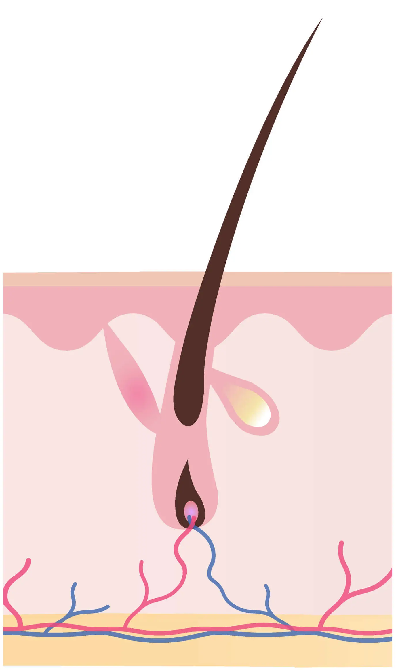 Telogen (Resting Phase)