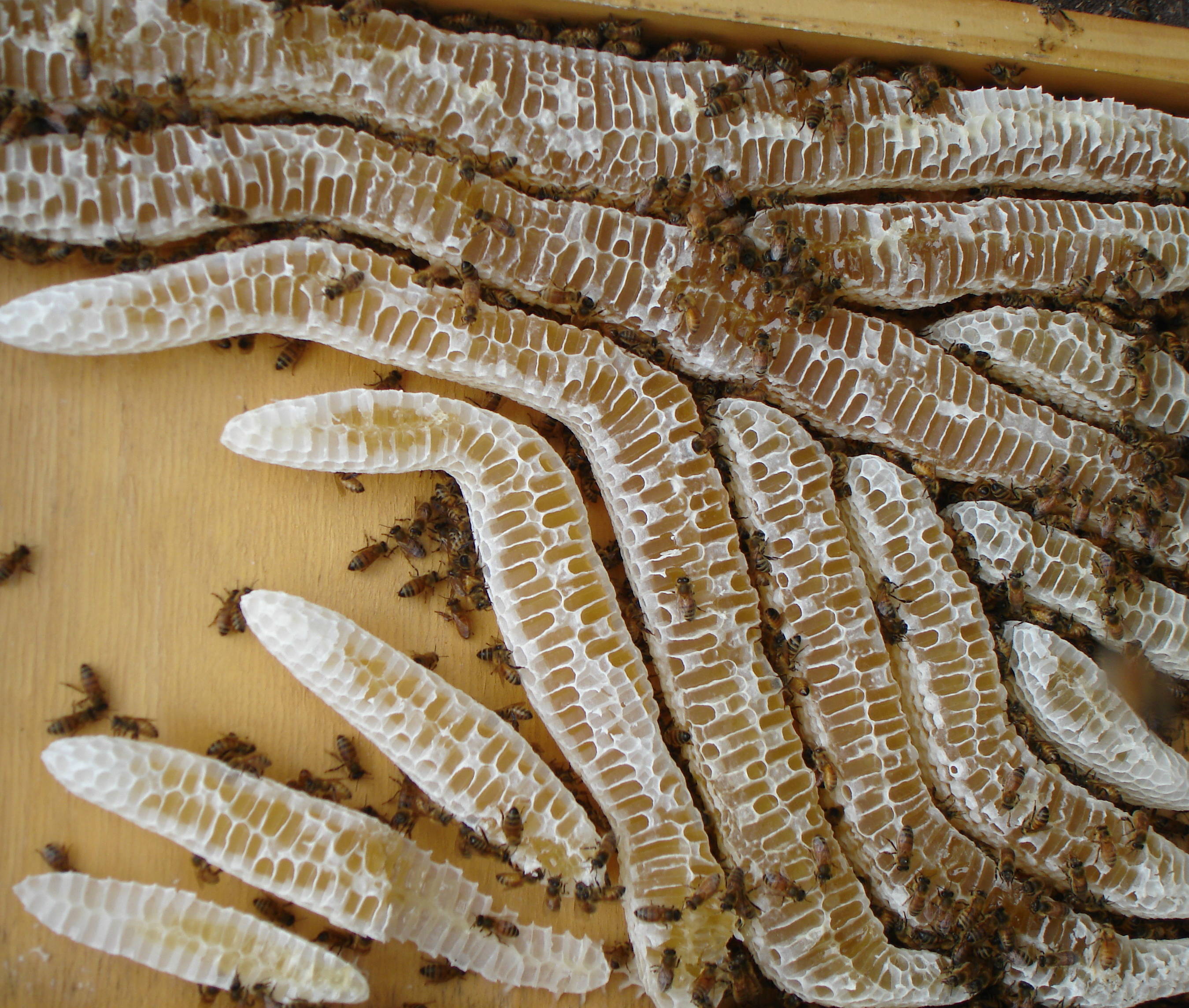 Honey comb on lid