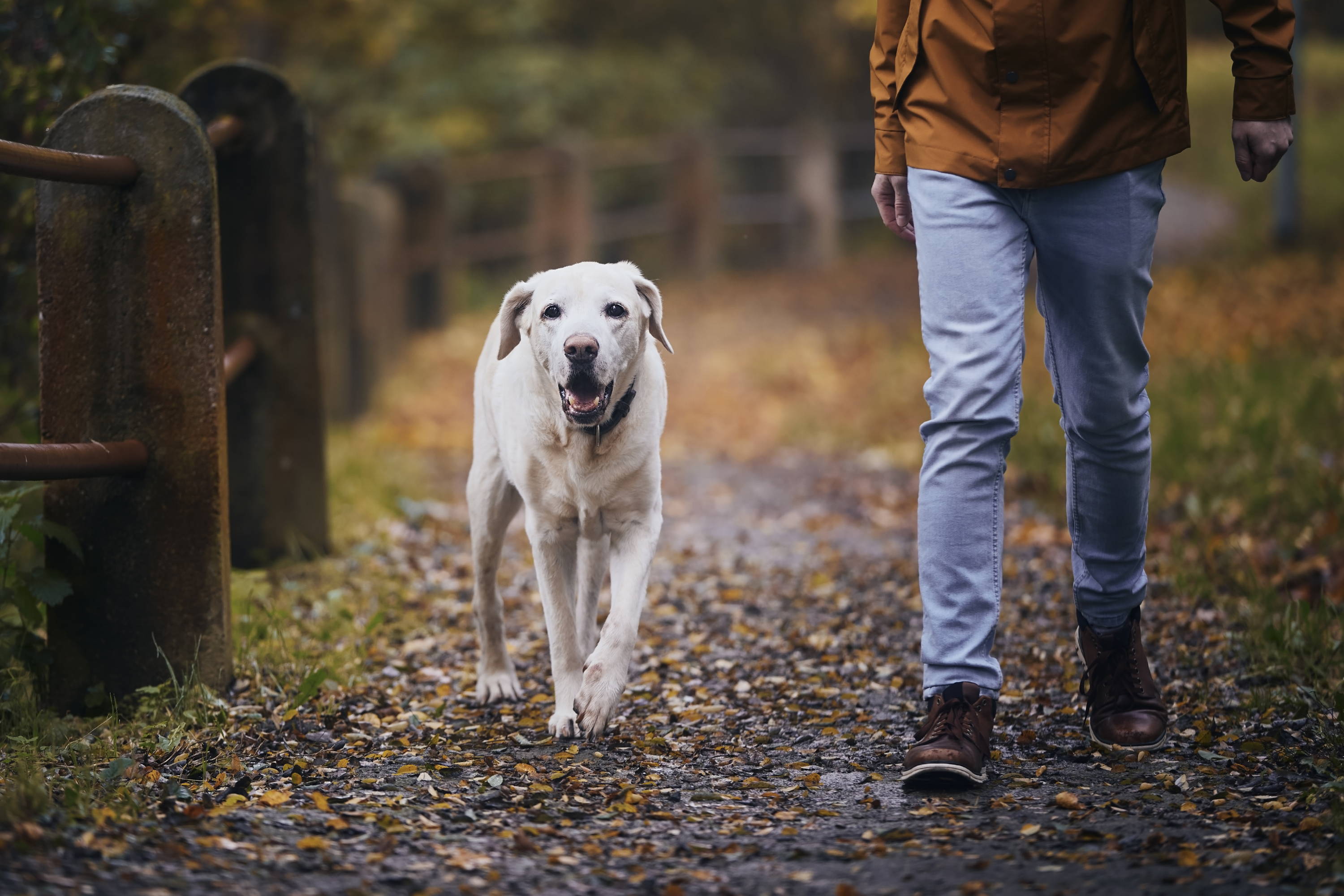 Dog walking on trail with owner on autumn day