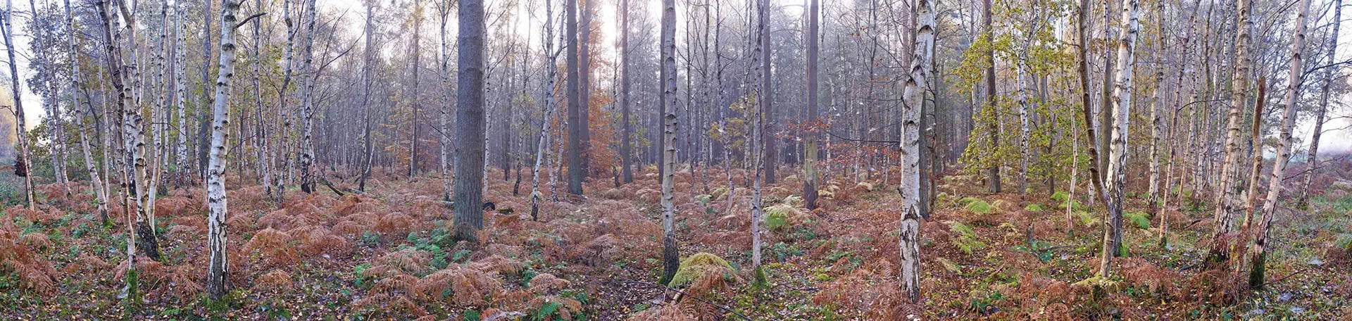 Thetford Forest Mist