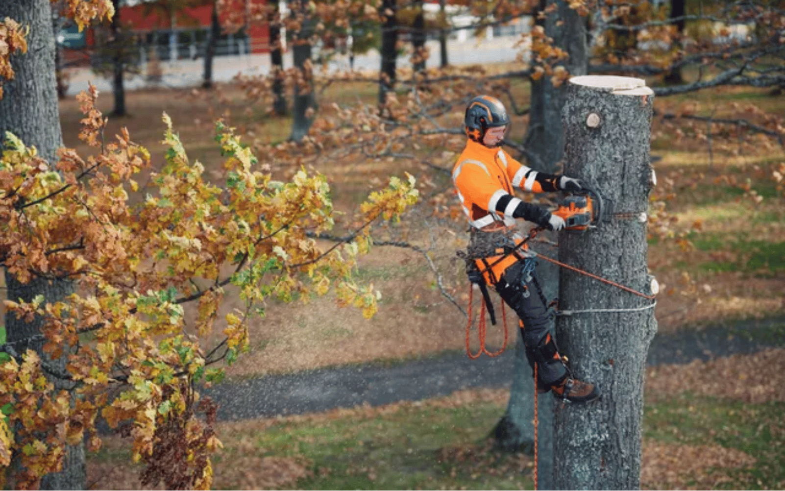 A person in orange gear is climbing a tree to cut it.
