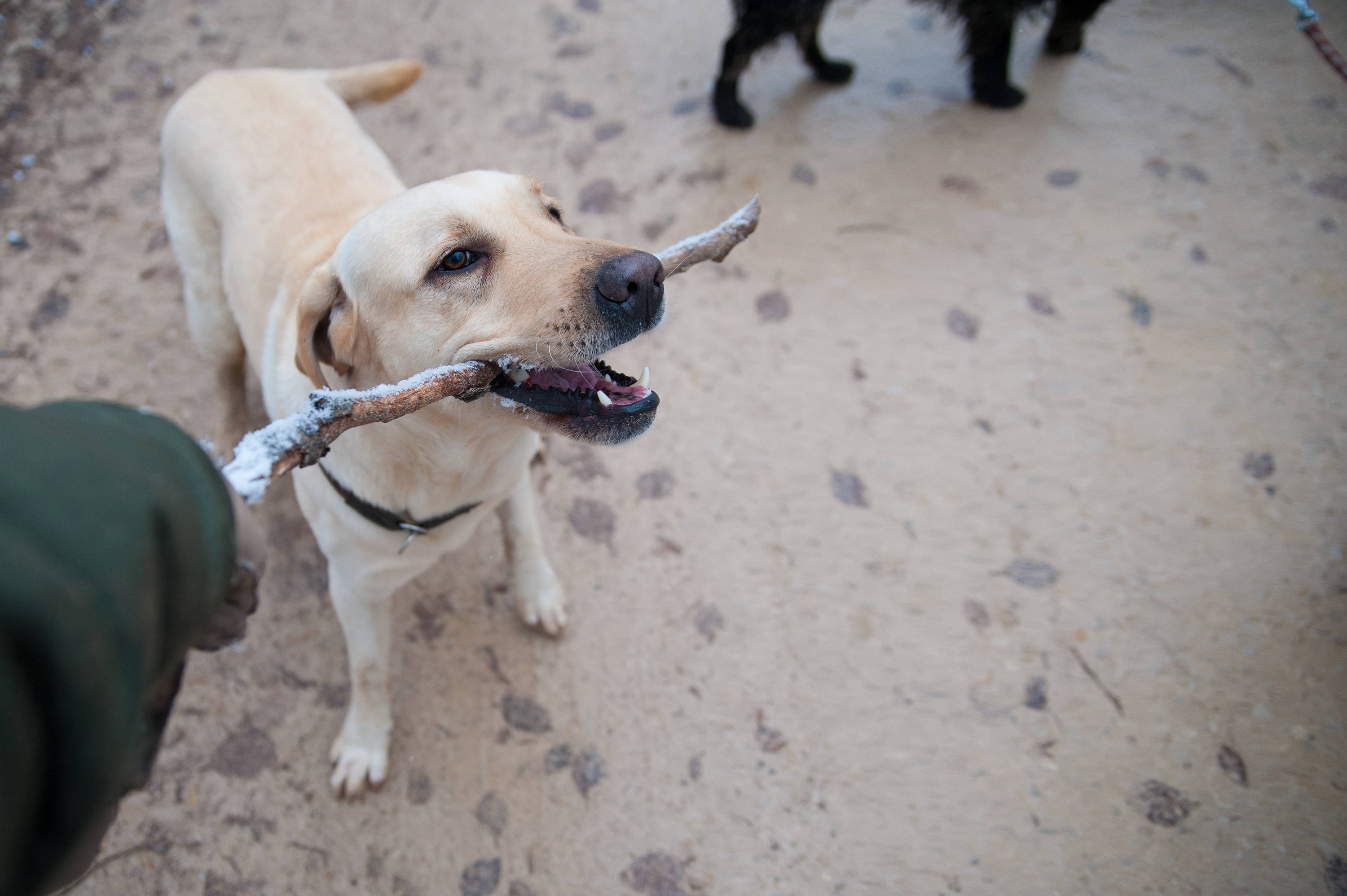 5 Dog Park Tips To Avoid Issues With Other Dogs And Their Owners - Team K9
