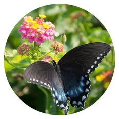 Pollinator Friendly photo of a butterfly and a plant