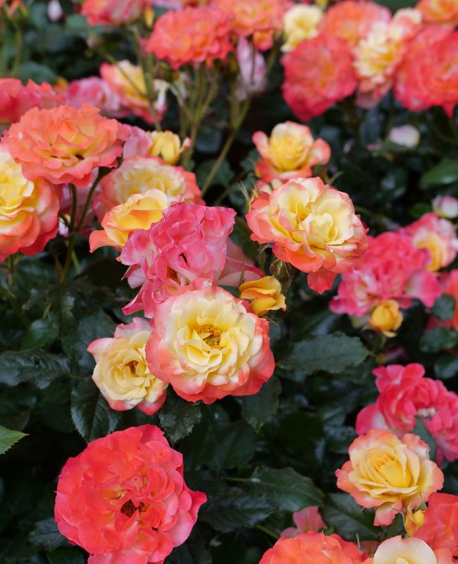 Scene of Oso Easy En Fuego® planted outdoors in a garden
