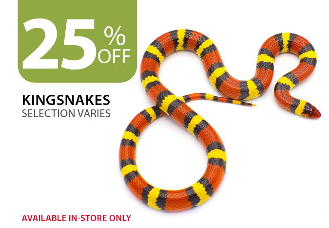 25% off Kingsnakes. Available in-store only