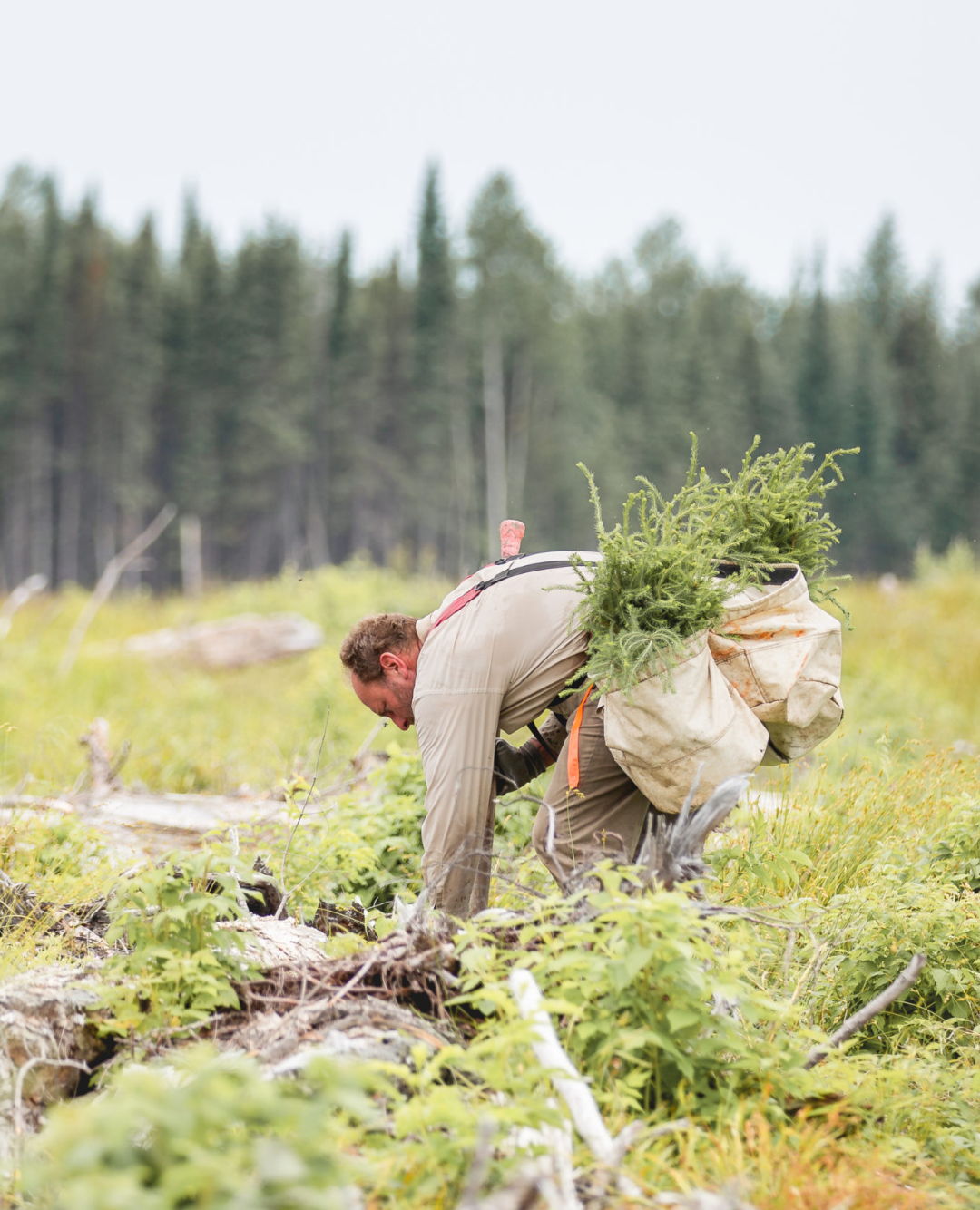 man planting trees