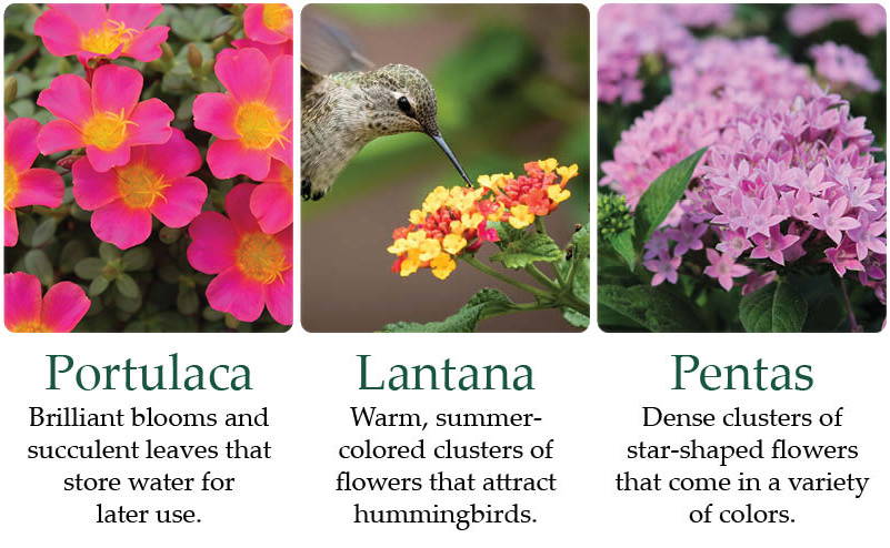 Portulaca - Brilliant blooms and succulent leaves that store water for later use. | Lantana - Warm, summer-colored clusters of flowers that attract hummingbirds. | Pentas - Dense clusters of star-shaped flowers that come in a variety of colors.