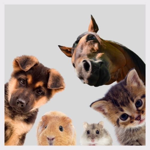 naturlicher ohrenreiniger fur hund katze pferd und co annimally de