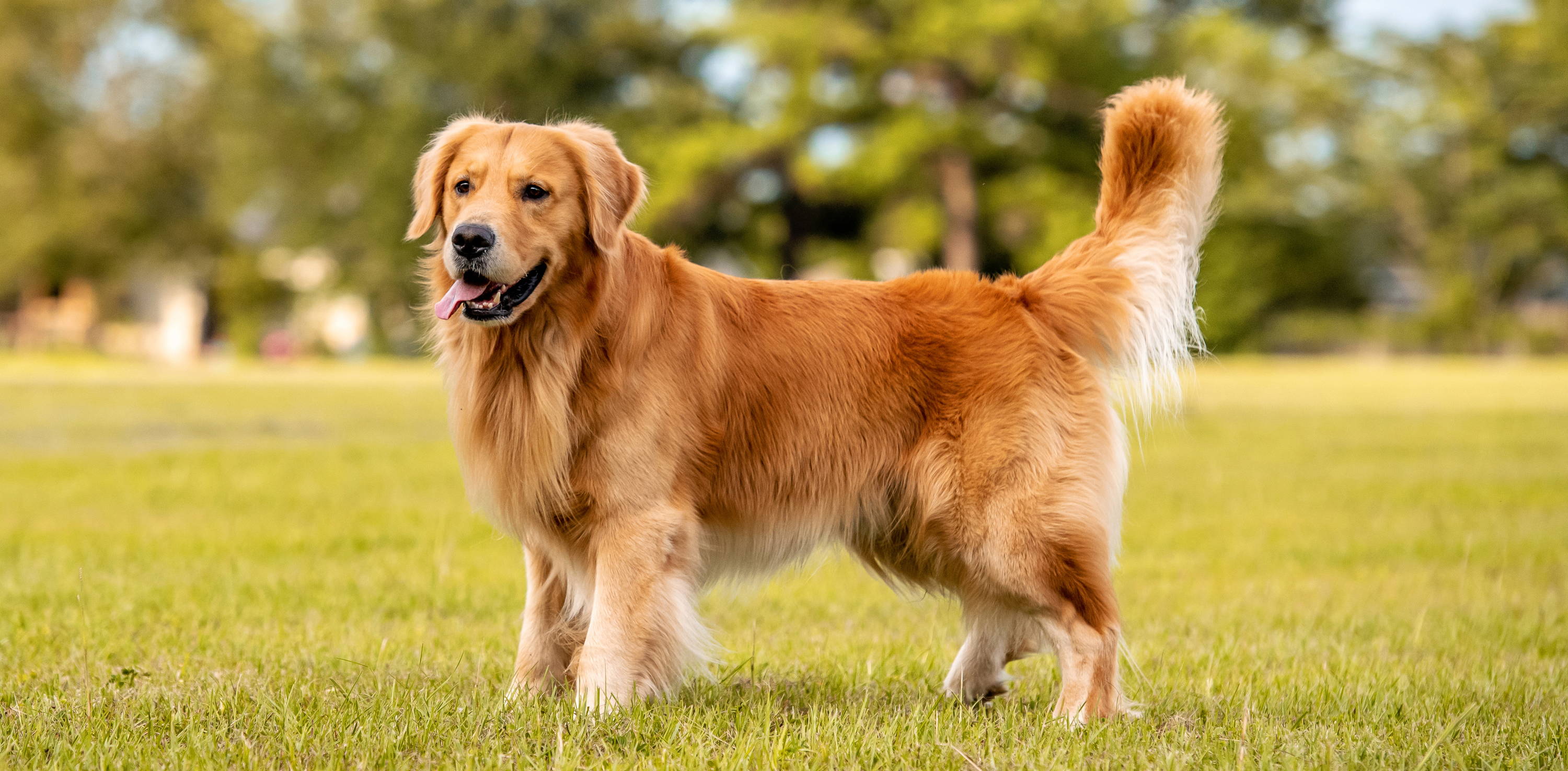 Golden Retriever