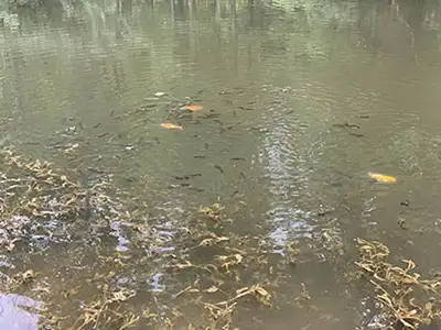 Cloudy water from bottom disturbance catfish