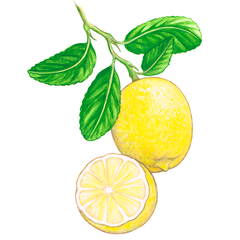 Illustration of Lemons