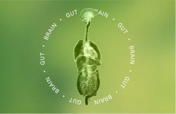 Is gut health the latest route to mental wellbeing?