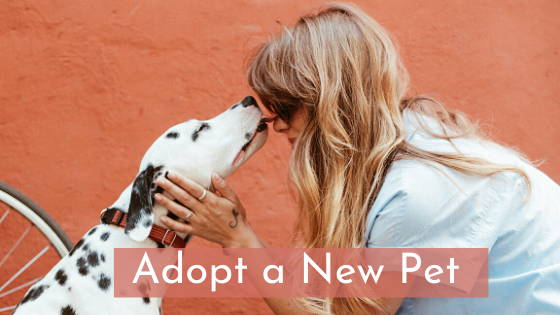 adopt a new pet