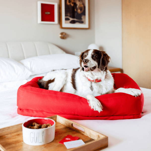 Dog in a hotel bed. The Best Pet-Friendly Hotels  for your vacation