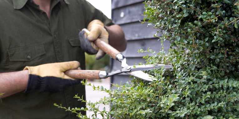 tools to prune ligustrum