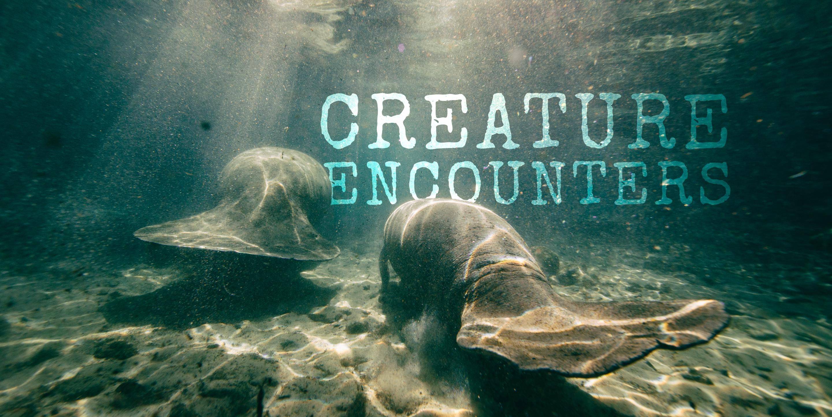 Creature Encounters
