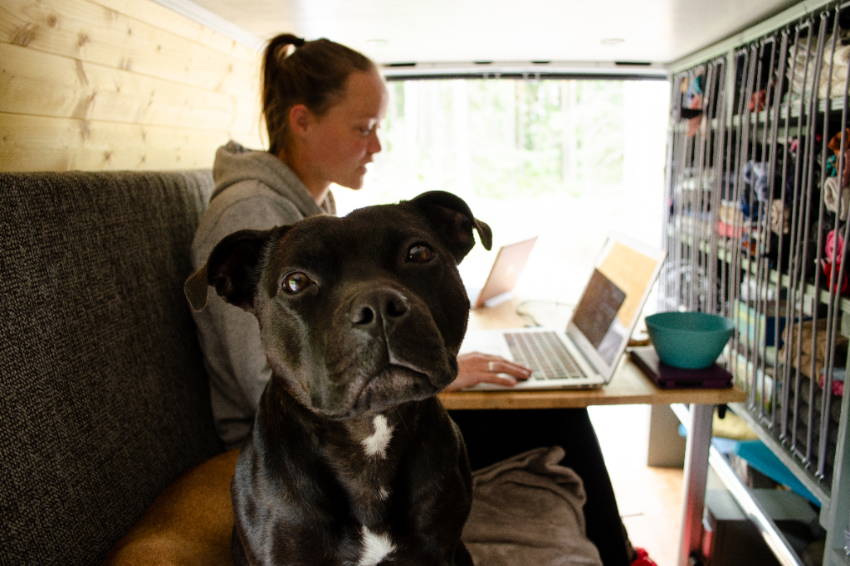 mojo dog living in camper van