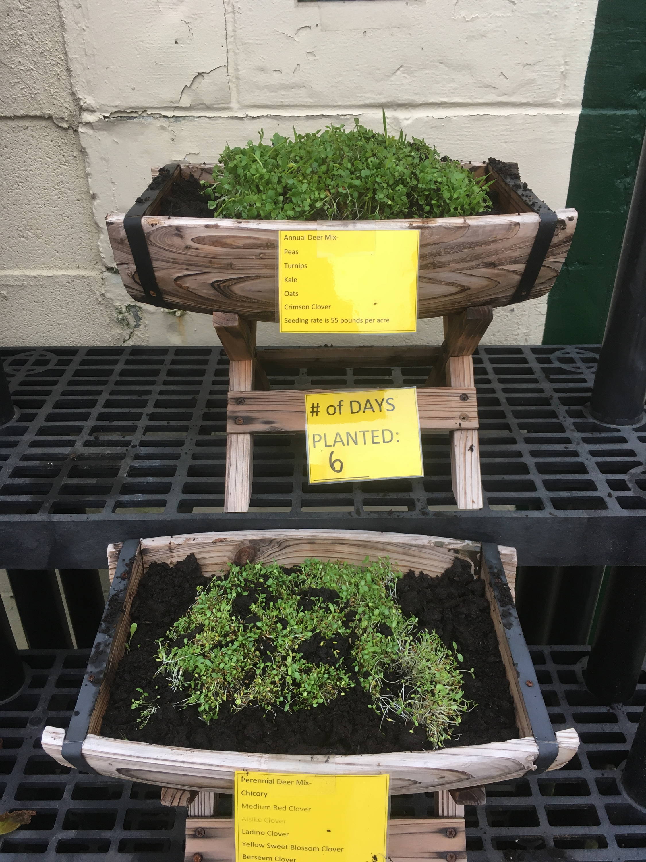 Trial samples were re-planted into 2 planters on day 6 for deer plot seed trial