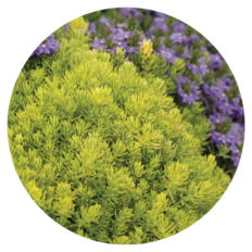 Lemon coral planted in a garden