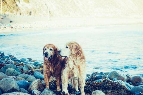 Holistic therapies for older dogs