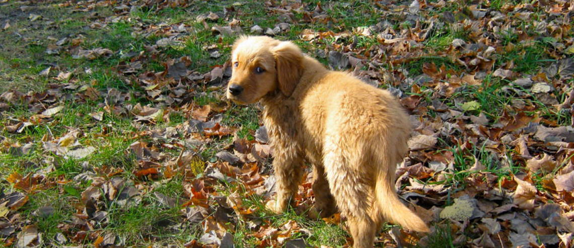 A large puppy standing amongst leaves in the grass