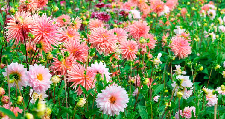 Planter et entretenir les dahlias - Bakker.com